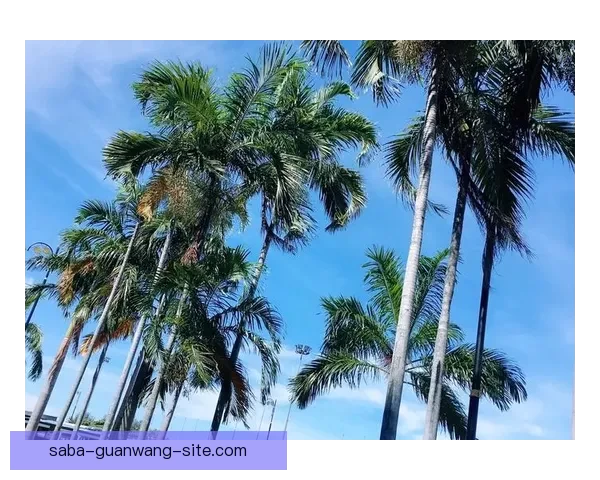 沙巴旅游官方网站全面指南及最新出行信息攻略